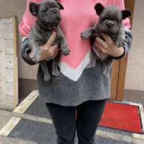 Французкий Бульдог Щенки, в Екатеринбурге