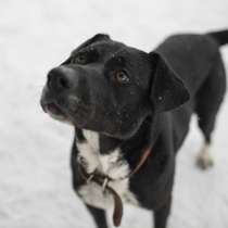 Метис Ляля добрые руки, в Александрове