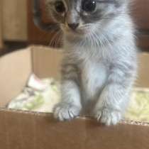 Отдам бесплатно котят и маму вислоухую, в Черкесске