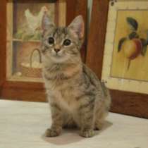 Отдам даром Замечательный котенок 5 месяцев, в Москве