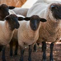 Племенные овцы Суффолк (Скот из Европы класса Элита), в г.Ереван