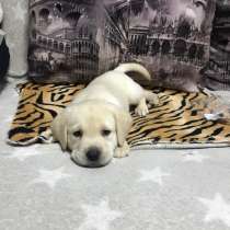 ЛАБРАДОР, в Москве