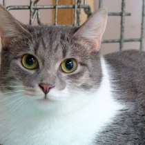 Трепетная Раффаэлка в поисках любящей семьи, в Москве