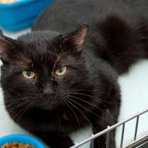 Пантелис в ожидании чуда, в Москве