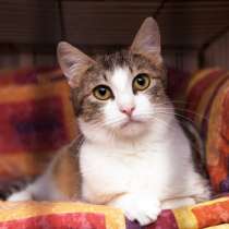 Осторожная Хилари мечтает стать домашней, в Москве