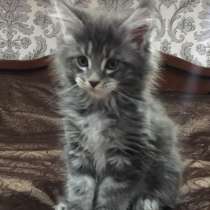Продаются котята Мей - кун, в Санкт-Петербурге