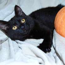 Котенок черная пантерка Лилу в дар, в Москве