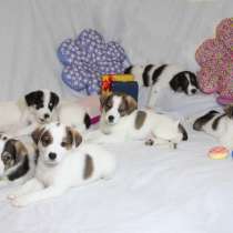 Белые жемчужинки ищут дом. Вырастут маленькими, в Москве