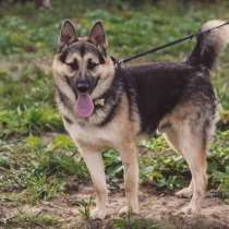 Тобик мечтает снова стать домашним!, в Москве