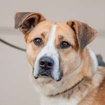 Собаконяня Гаечка, в Москве