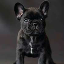 Французский бульдог Мурманск, в Мурманске