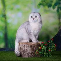 Шотландские котята, в Санкт-Петербурге