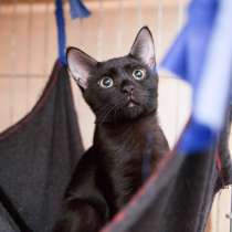 Котенок Канзас готов доверить человеку бесценную жизнь, в Москве