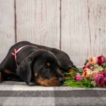 Щеночки добермана чистоокровныеwattsap, в Москве