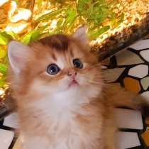 Шотландская девочка золото хайленд, в Москве