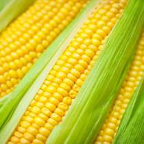Семена кукурузы краснодар, в Краснодаре