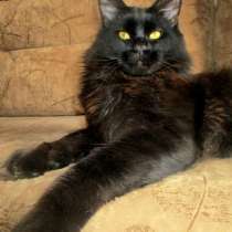 Шикарный черный котенок мейн-кун, 2,5 мес от Евро Чемпионов, в Москве