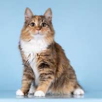 Для котёнка-подростка Фионы ищем самые добрые руки, в Москве