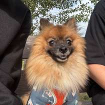 Шпиц, в Оренбурге