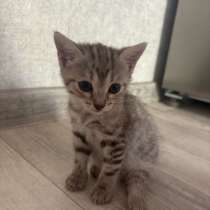 Котята, в Ноябрьске