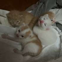 Ищу дом для котят, в Долгопрудном