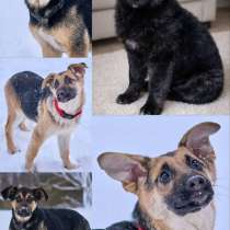 Щенки срочно ищут дом, в приюте, в Москве