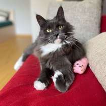 Грейси особенная кошечка с особенной лапкой., в Москве