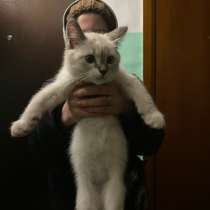 В добрые руки, в Москве