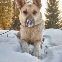 Веста ищет дом!, в Москве