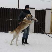 дар кобель, в Екатеринбурге