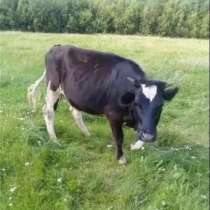 Продаётся корова, в Домодедове