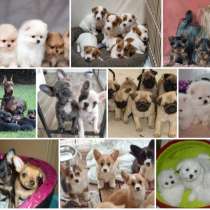 Питомник щенков Магнитогорск, в Магнитогорске