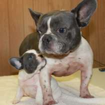 Французский бульдог Благовещенске, в Благовещенске