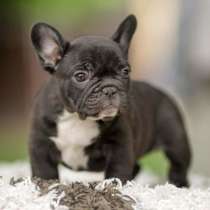 Французский бульдог Махачкале, в Махачкале