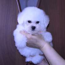 Бишон фризе Мурманск, в Мурманске