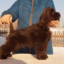 Щенки американского кокер спаниеля, в Иркутске