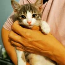 Сладкая маленькая котенок Фиона очень нуждается в человеке, в Реутове