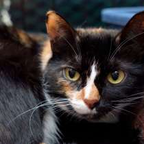 Афродита может стать вашей любовью, в Москве