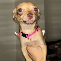 Selling a Female Chihuahua 4month, в г.Афины