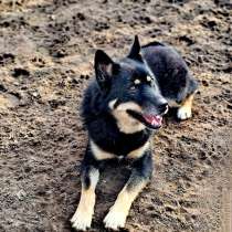 Метис лайки Джейсон ищет свой дом и любящего хозяина, в Электрогорске