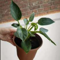 Филодендрон Биркин, в Волгограде