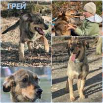Пёс ГРЕЙ даром, в Санкт-Петербурге