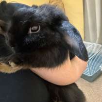 Декоративный кролик, в Адлере