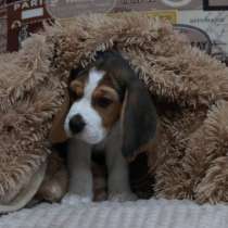 Щенки Бигль, в Челябинске