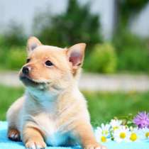 Щенки португальской поденгу, в Москве