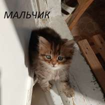 Котята, в г.Бендеры