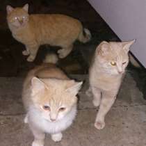 Срочно нужна помощь !!!, в Краснодаре