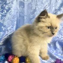 Невский маскарадный пушистик, в Санкт-Петербурге