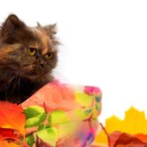 Стойкая Эсмеральда ищет свеого защитника, в Москве