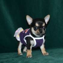 Чихуахуа Ставрополье, в Ставрополе